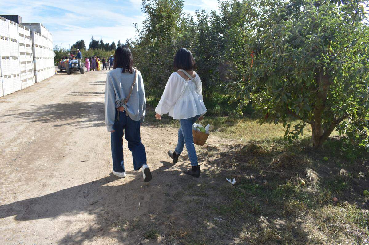 Visitors pick apples in the fields of Lucky You Orchards in Ripon on Sunday, Oct. 27.