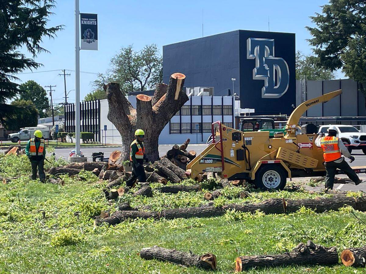 Crews work to remove nine large trees at Downey High School in Modesto on Wednesday, May 31, 2023.