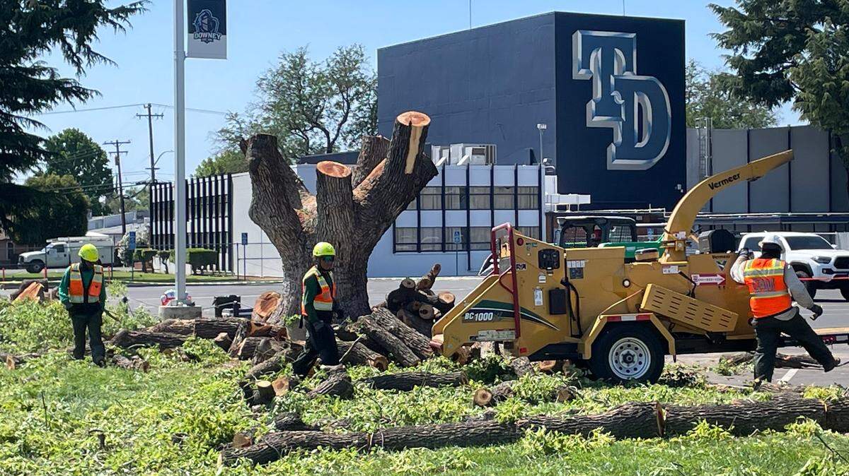 Crews work to remove nine large trees at Downey High School in Modesto on Wednesday, May 31, 2023.