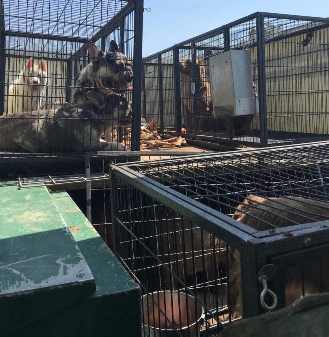 Officers responding to a report of possible animal neglect and abuse seized 18 dogs from a property on the 600 block of Fig Lane in Newman on Wednesday, July 27, 2022. Dogs were found to be panting, without water, and the majority without food. They were found to be covered in feces and some in poor physical condition.