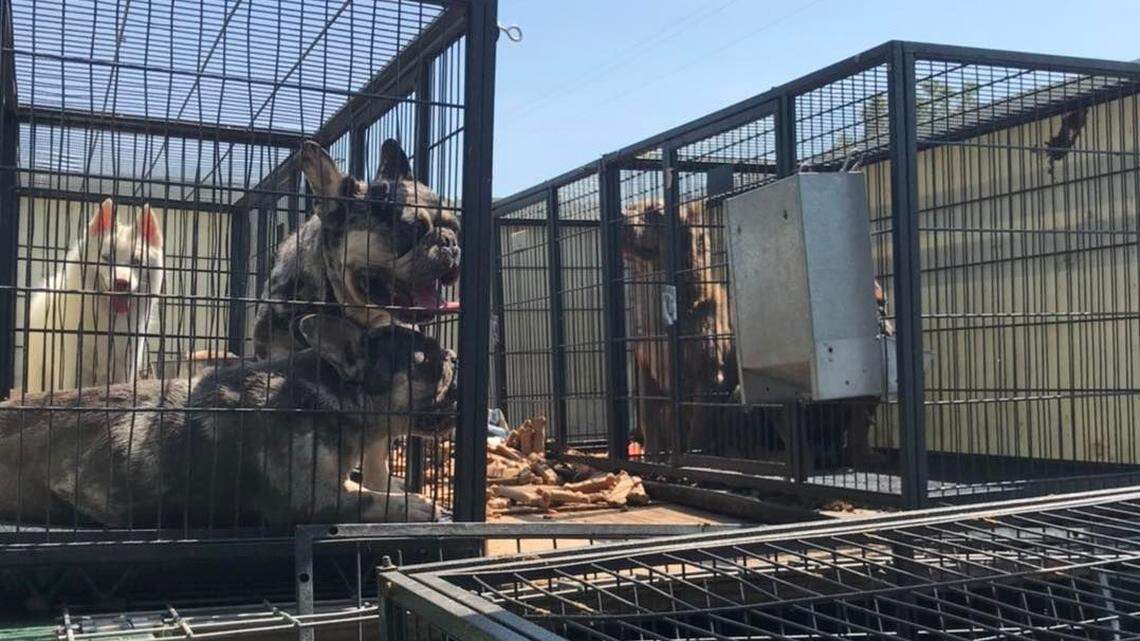 Officers responding to a report of possible animal neglect and abuse seized 17 dogs from a property on the 600 block of Fig Lane in Newman on Wednesday, July 27, 2022. Dogs were found to be panting, without water, and the majority without food. They were found to be covered in feces and some in poor physical condition.