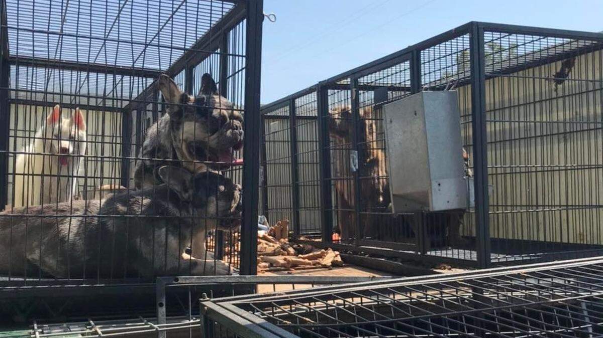 Officers responding to a report of possible animal neglect and abuse seized 17 dogs from a property on the 600 block of Fig Lane in Newman on Wednesday, July 27, 2022. Dogs were found to be panting, without water, and the majority without food. They were found to be covered in feces and some in poor physical condition.