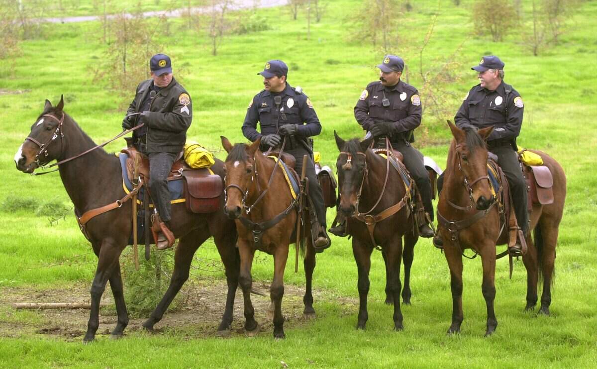 On Dec. 26, 2002, near East La Loma Park, Officer J.D. McDaniel, right, was among Modesto police on horseback searching for clues in the disappearance of Laci Peterson. Also pictured, from left, are Sgt. Tim Helton and Officers Gary Martinez and Matt Ponce.