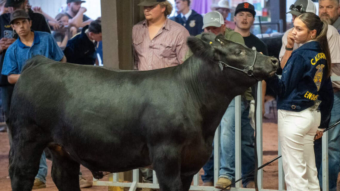 Livestock and life lessons: What Stanislaus FFA members learn by raising animals for fair