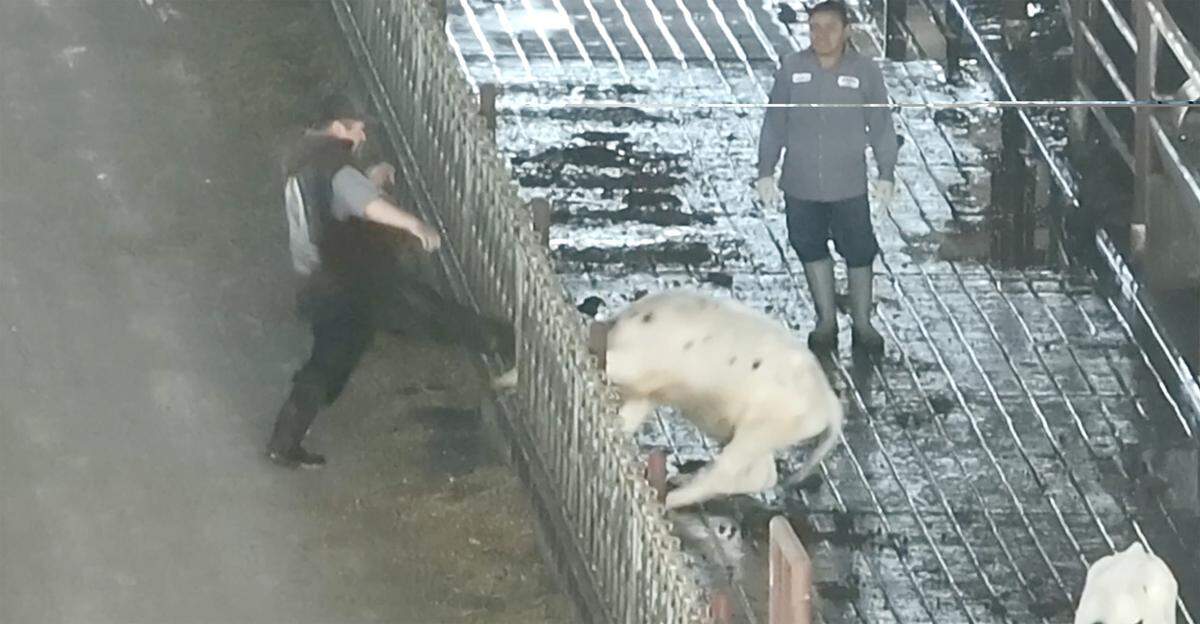 A screen grab from drone video shows a worker kicking calf in the head.