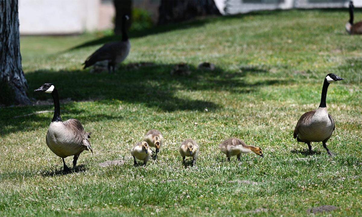 Canada geese and their goslings forage in the grass at California State University, Stanislaus in Turlock, Calif., on Tuesday, April 26, 2022. Students were cautioned about nesting geese that have become aggressive near the campus health center.