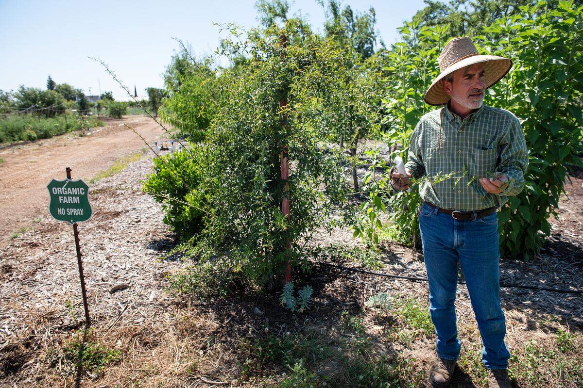 Owner Michael Franzia points out a Yellow Banks rose at Zinc House Farm in Escalon, Calif., on Tuesday, June, 21, 2022.