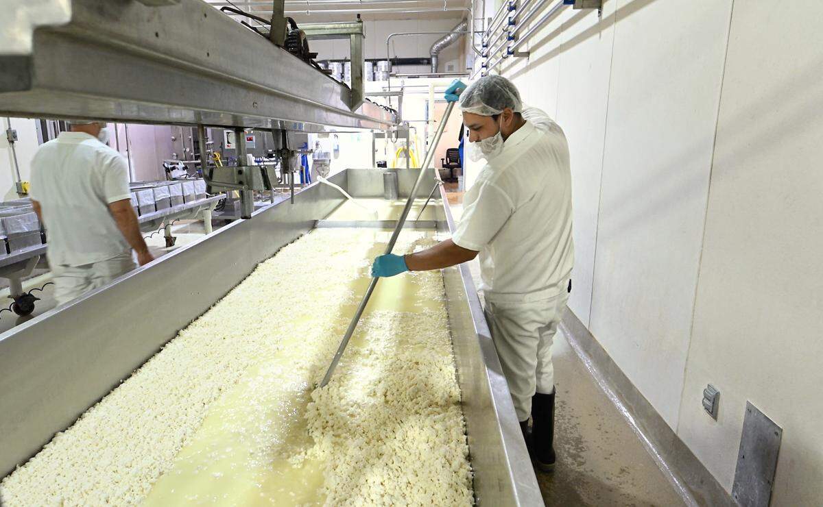 Jorge Godinez separates the curds as the whey is drained off at the start of the cheese making process at Fiscalini Farmstead in Modesto, Calif., Wednesday, April 10, 2024.