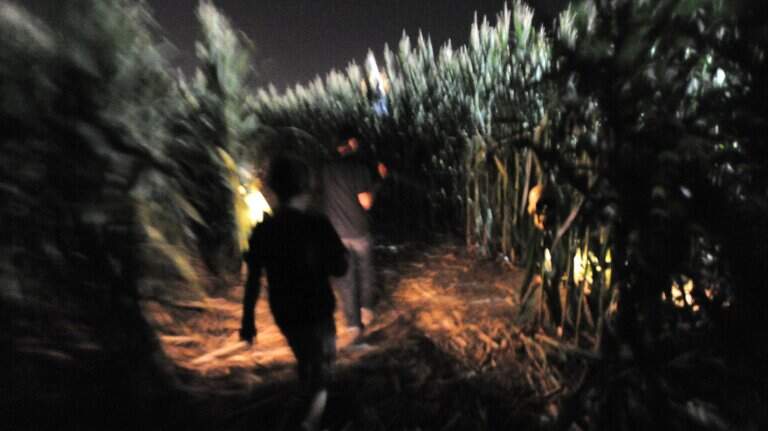 Fall fun on a grand scale: Modesto-area farm mazes, pumpkins, activities. Where, when