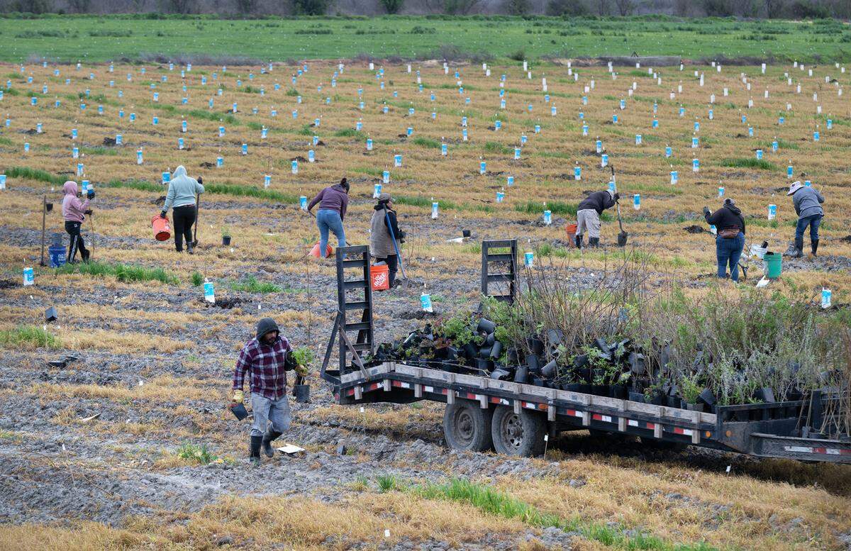 Un equipo planta álamos, sauces, robles y otras plantas autóctonas como parte del proyecto de restauración de la llanura aluvial de Hidden Valley, al oeste de Modesto, California, el jueves 29 de febrero de 2024. La organización sin fines de lucro River Partners está restaurando Hidden Valley por contrato con el Departamento de Recursos Hídricos de California.