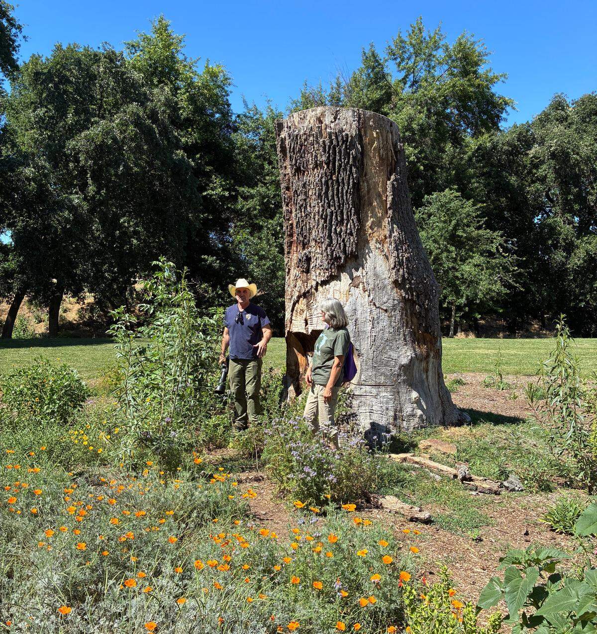 A man and a women stand at the base of a large tree trunk in a garden with poppies and other flowers.