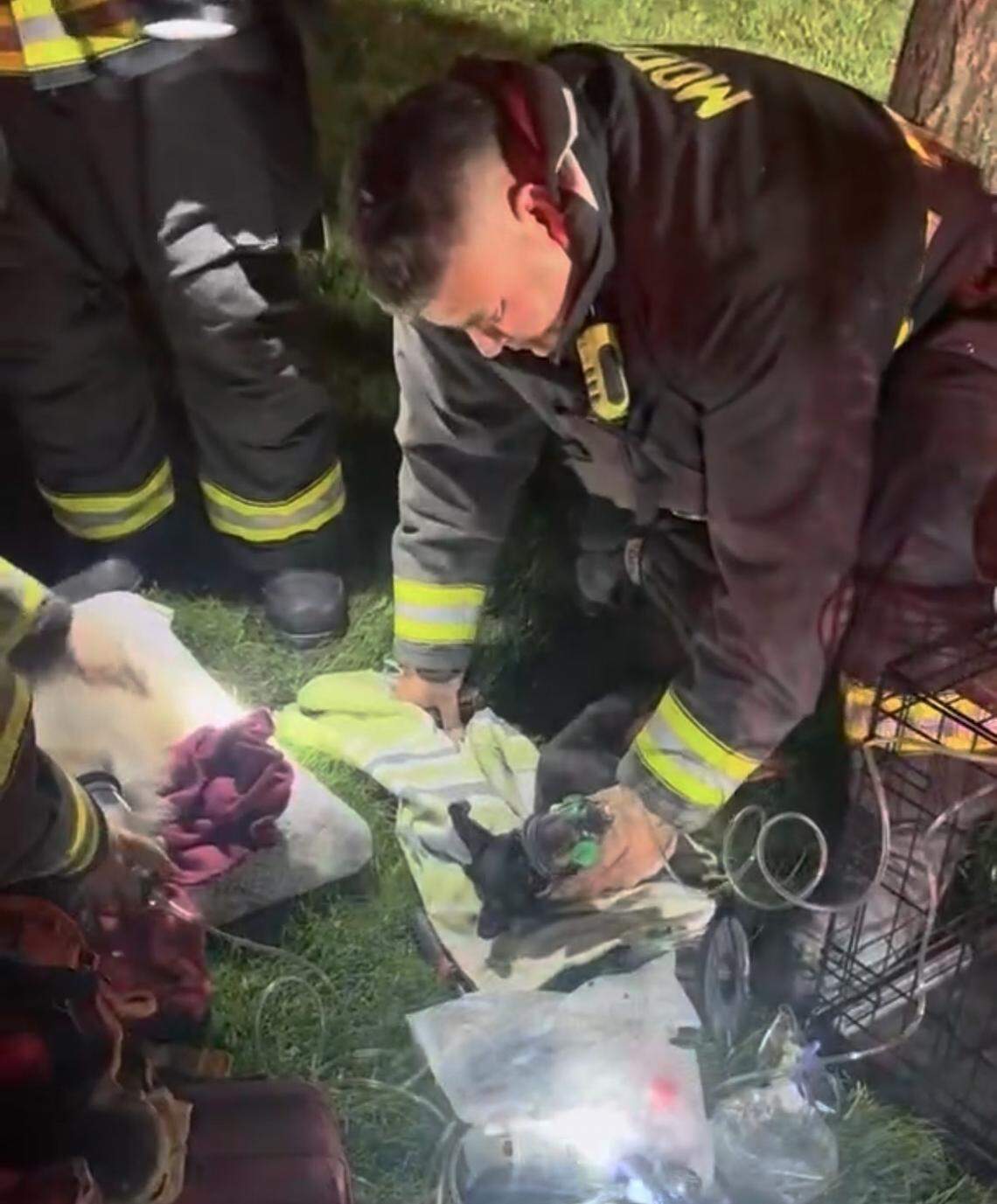 A Modesto firefighter uses a pet oxygen mask to treat a dog rescued from a garage fire on Spring Mountain Court early Thursday morning. The animal was revived at the scene and reunited with its owner, officials said.