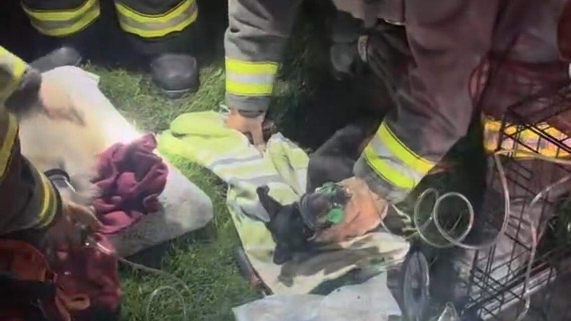 Two dogs rescued, revived at Modesto residential garage fire, firefighters say