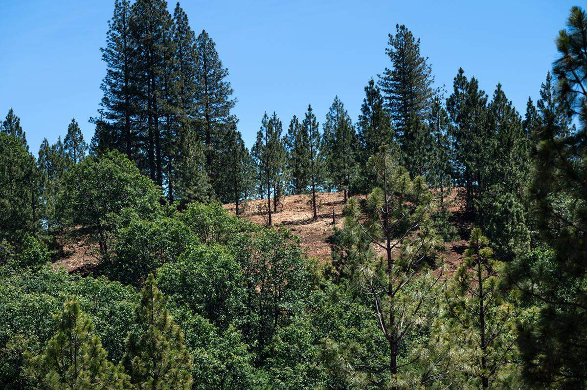 One of the recent fuel-reduction projects in the Stanislaus National Forest in Calif., on Friday, May 20, 2022.