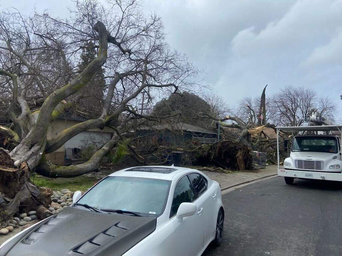 Modesto Fire Department Battalion 1 responded when a two large trees fell because of high winds on March 14, 2023.