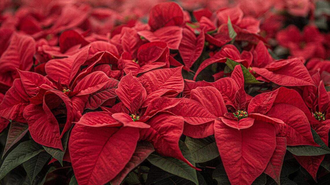 Modesto-area holiday drives, fundraisers, volunteer work, meals. Here’s how to give, receive