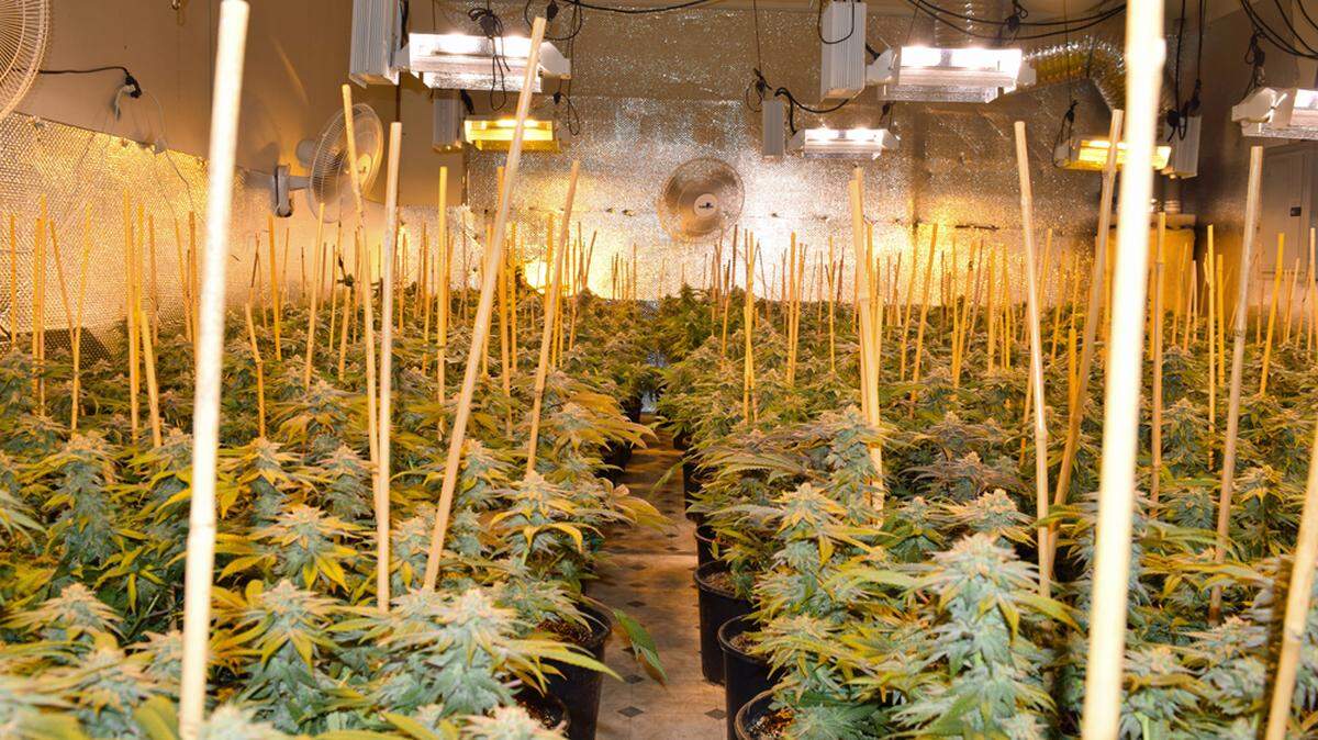 Calaveras County Sheriff's Department deputies seized more than 2,000 marijuana plants from a Valley Springs, California, home on Thursday, Dec. 7, 2017.