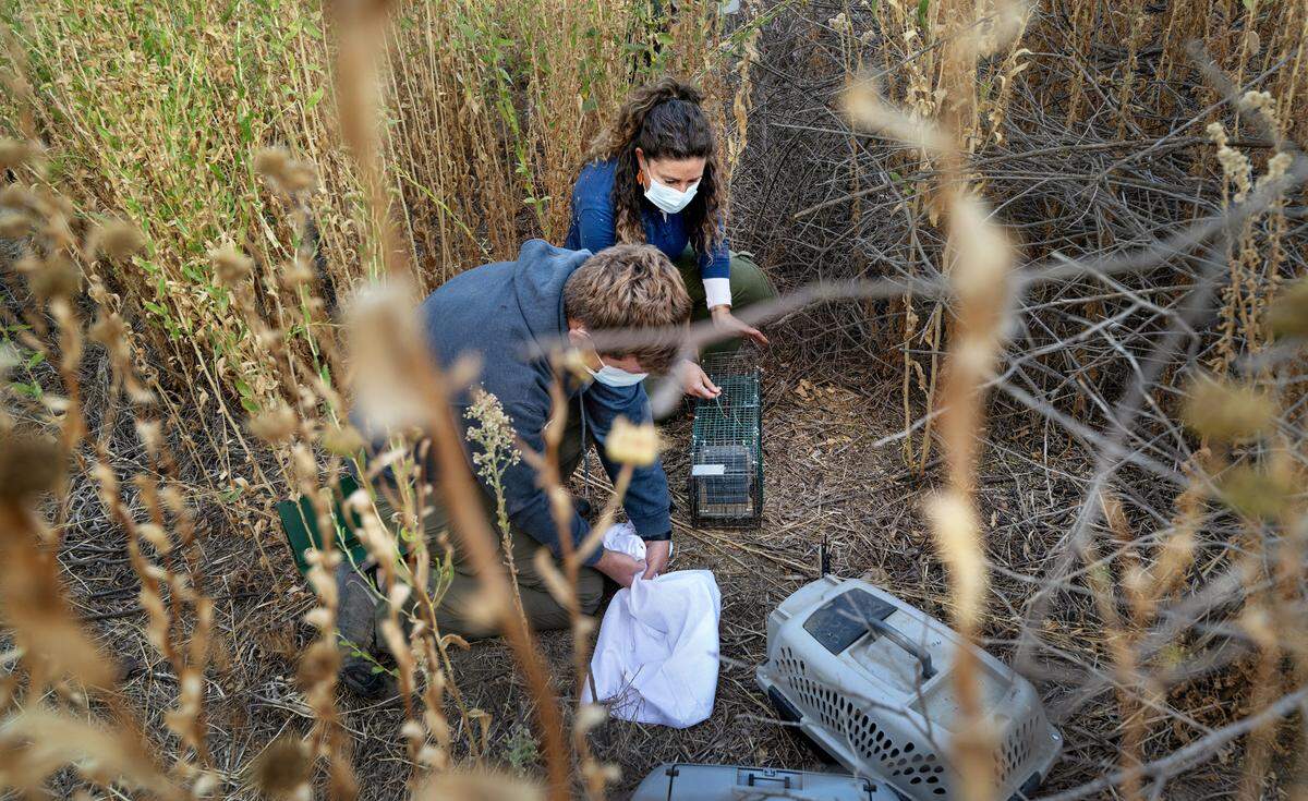 Kyler Francone, below, transfers a Riparian Brush rabbit from a trap into a pillowcase with the assistance of CDFW veterinarian Deana Clifford as part of a vaccination program to combat rabbit hemorrhagic disease at the San Joaquin River National Wildlife Refuge, Thursday, Oct. 24, 2024. The traps also attracted two cottontails, which were examined and vaccinated as part of the disease tracking.