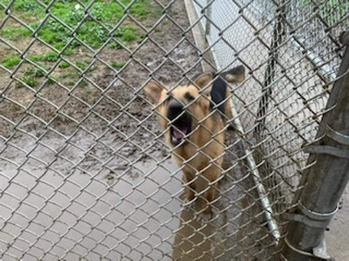The Stanislaus Animal Services shelter is looking for alternative housing options as kennels fill up due to storm conditions in the area. For now, dogs are being doubled up inside and some have to stay out in the rain.