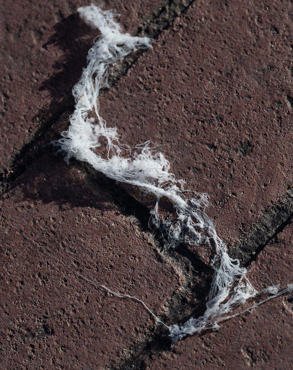 A spider web-like substance on the sidewalk in downtown Modesto, Calif., Wednesday, Oct. 4, 2023.