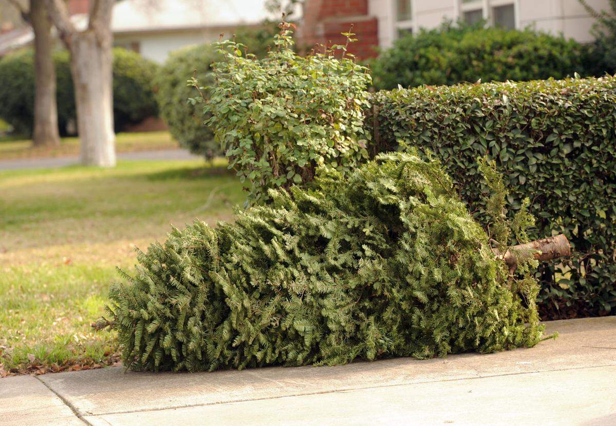BEA AHBECK CASSON/bahbeck@mercedsunstar.comA discarded Christmas tree sits in a driveway in Merced in 2012.