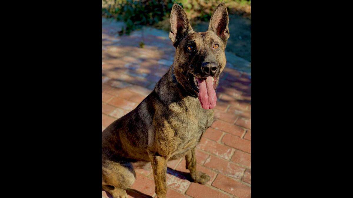 Stanislaus County Sheriff’s K9 Hondo.