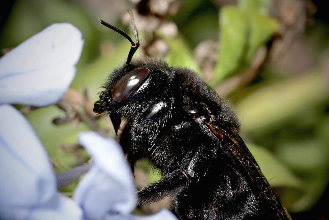 Female Valley carpenter bees have large, black bodies.