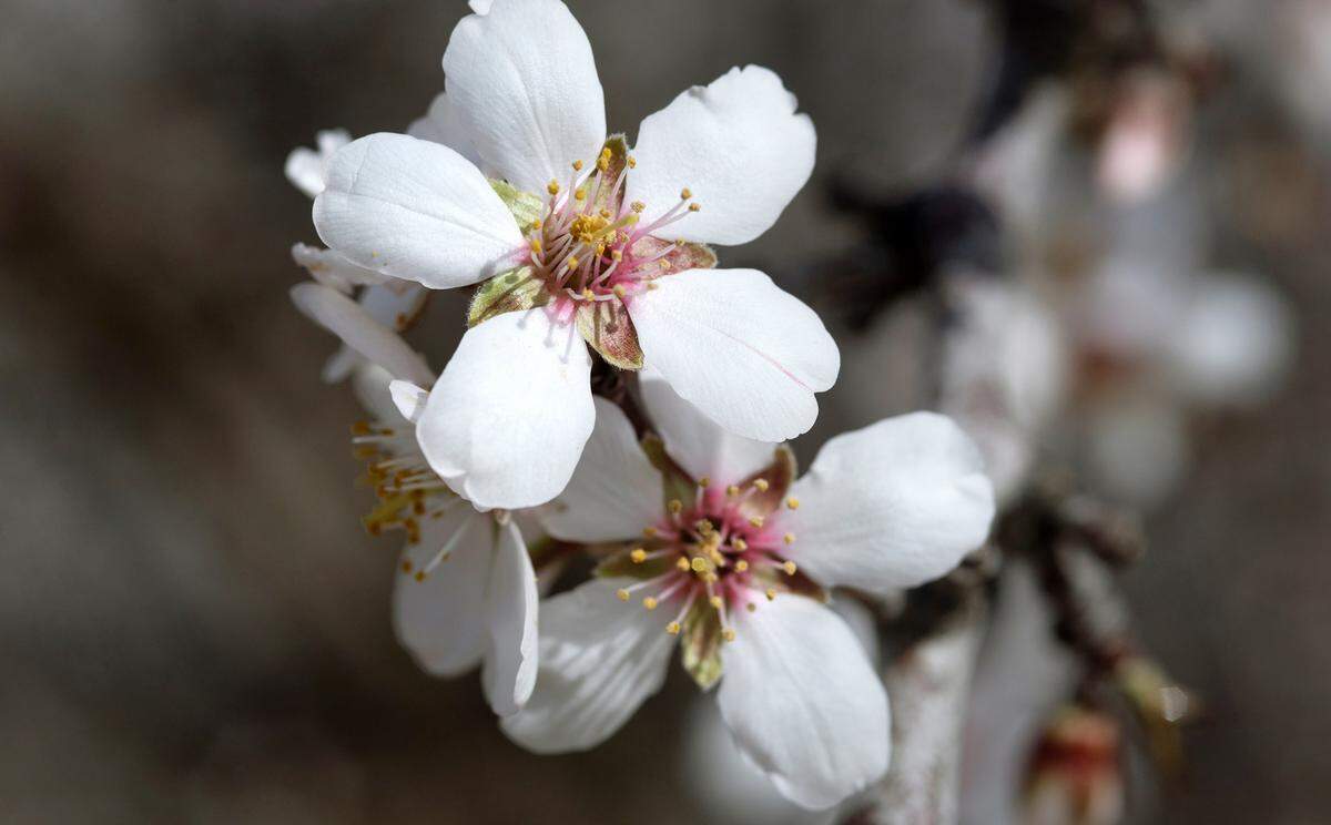 Almond trees in full bloom in an orchard in Ceres, Calif., Thursday, Feb. 23, 2023.