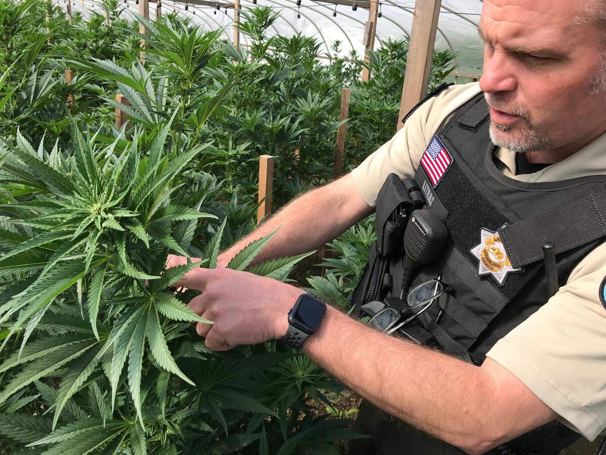 Lt. Tom Letras of the Stanislaus County Sheriff’s Office takes part in a raid of an illegal marijuana grow on Olivera Road in south Modesto on Thursday, April 28, 2022.