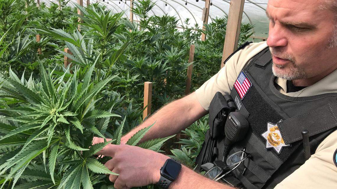 A Stanislaus County Sheriff’s Department officer during a raid of an illegal marijuana grow in Modesto last spring.