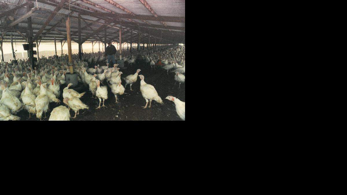 John Soderstrom checks his turkeys in this photo from 1992.
