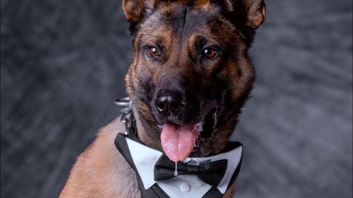 K9 Zero, a 3-year-old Belgian Malinois with the Stanislaus County Sheriff’s Office, is pictured in a portrait. Zero died Saturday night following emergency surgery.