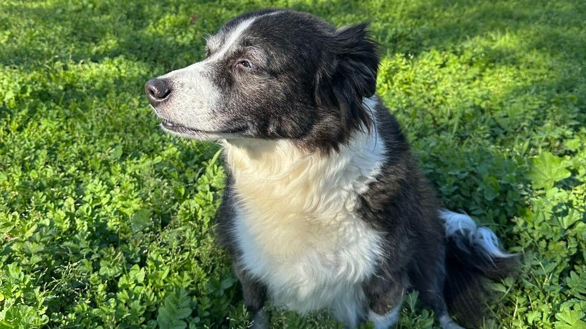 Zelda loves to sunbathe and beg for snacks. She is the beloved pet of reporter Maria Luisa Figueroa. Though very cute, she has not been entered in the contest.
