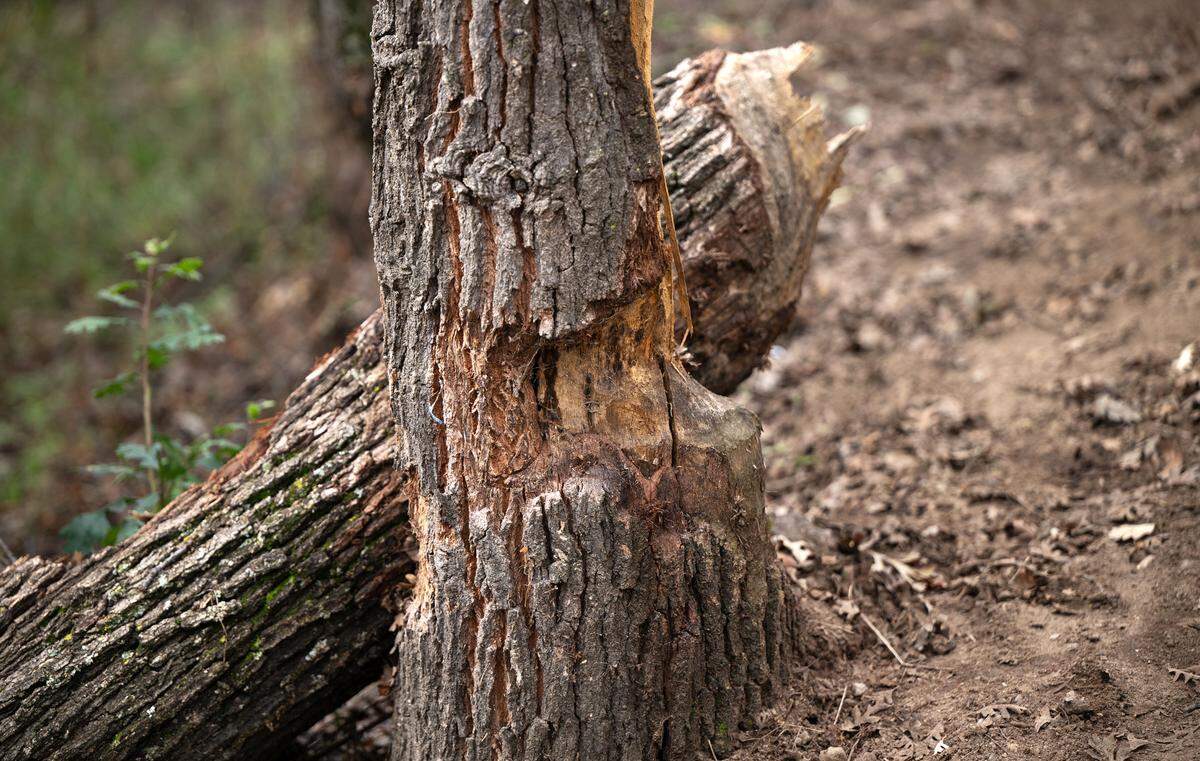 Evidence of beaver activity can be seen on trees along a Dry Creek walking trail in Modesto, Thursday, Dec. 26, 2024.