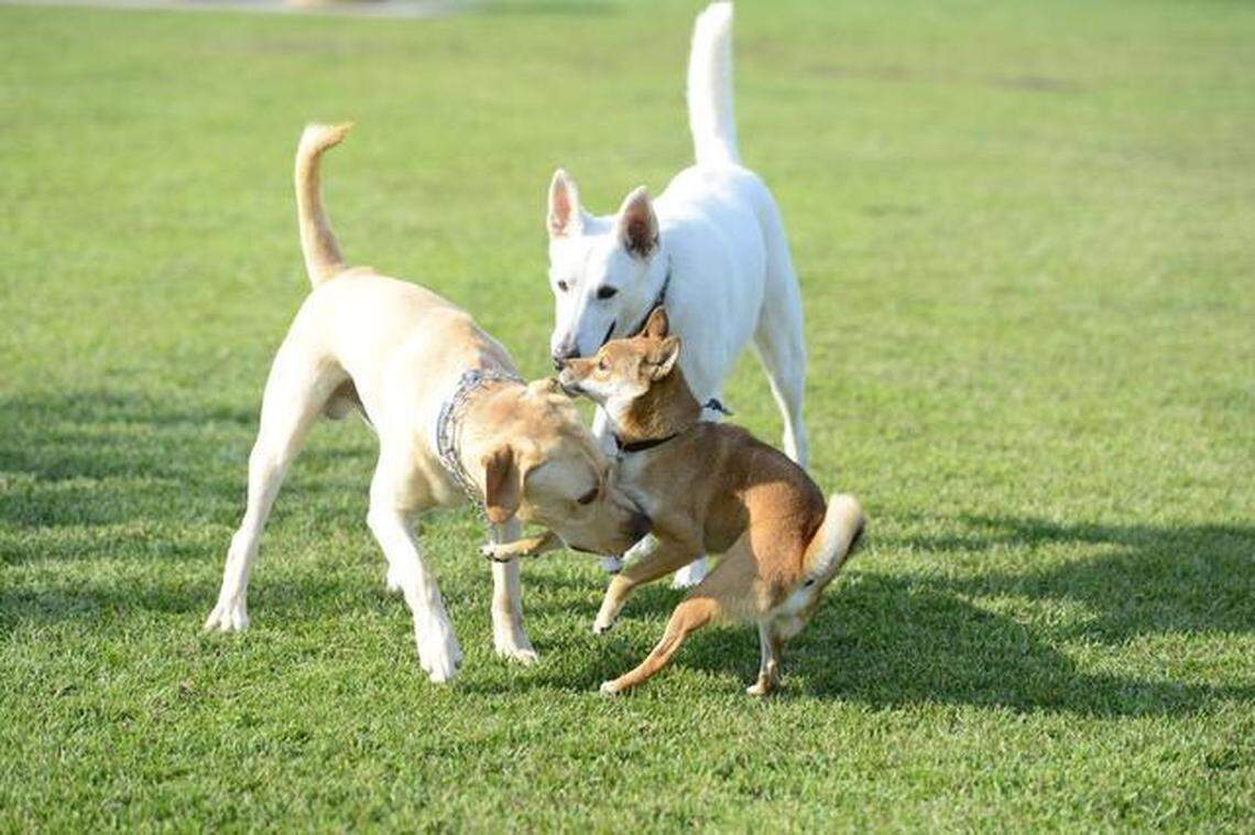 Blitzen, Fisher and Benji play at the Swanson-Centennial Dog Park in Turlock.
