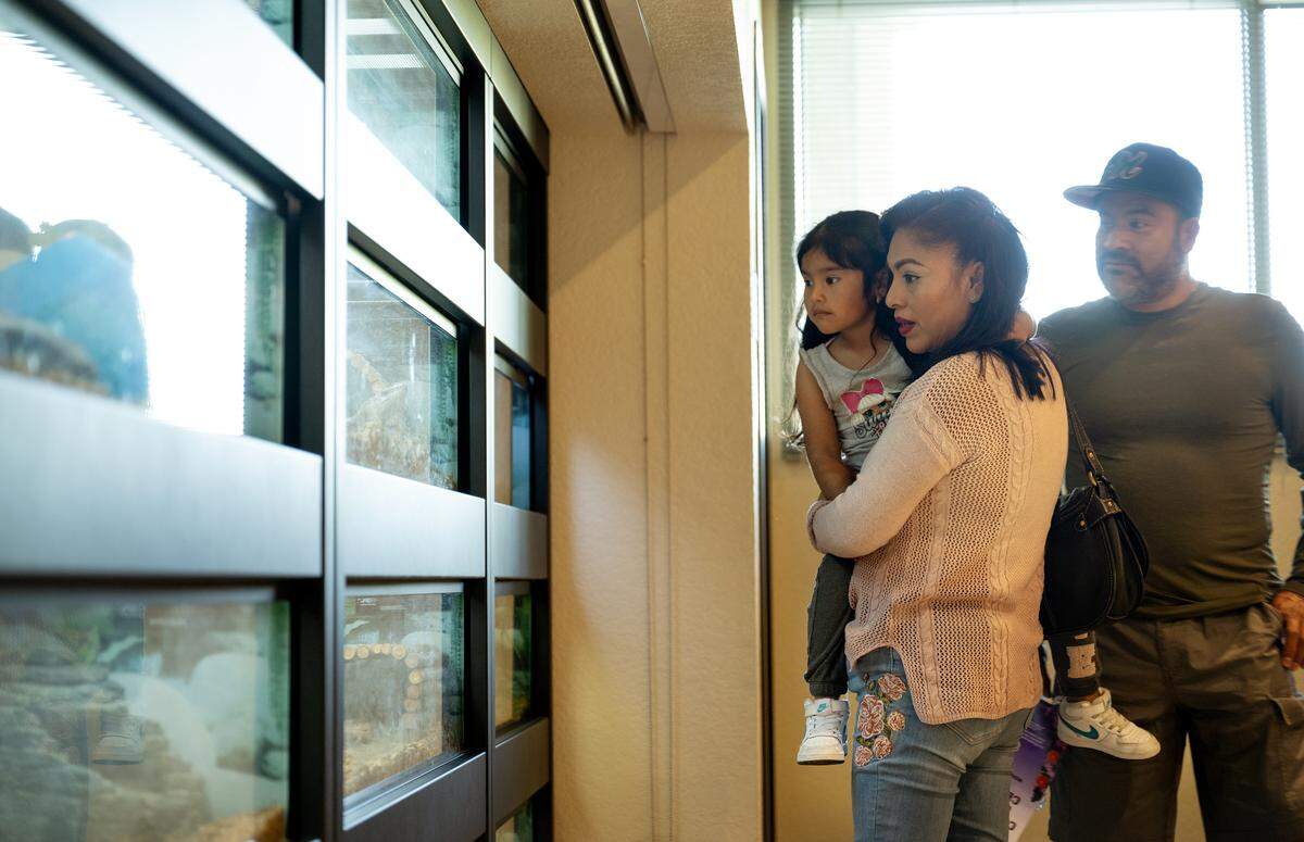 Maria Hernandez and Marcelino Gomez look at live animals in the Discovery Room with their daughter Arlet, 4, at the Great Valley Museum on the Modesto Junior College West Campus in Modesto, Wednesday, April 9, 2025.