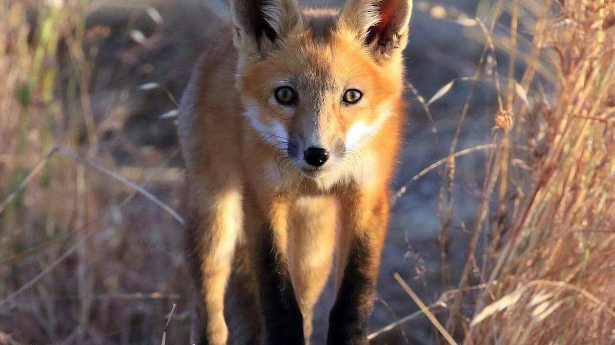 This image of a red fox by Rick Kimble of Riverbank, CA, won first place in the adult wildlife category of an annual photo contest sponsored by the Central Sierra Environmental Resource Center. The winners were announced April 10, 2019.
