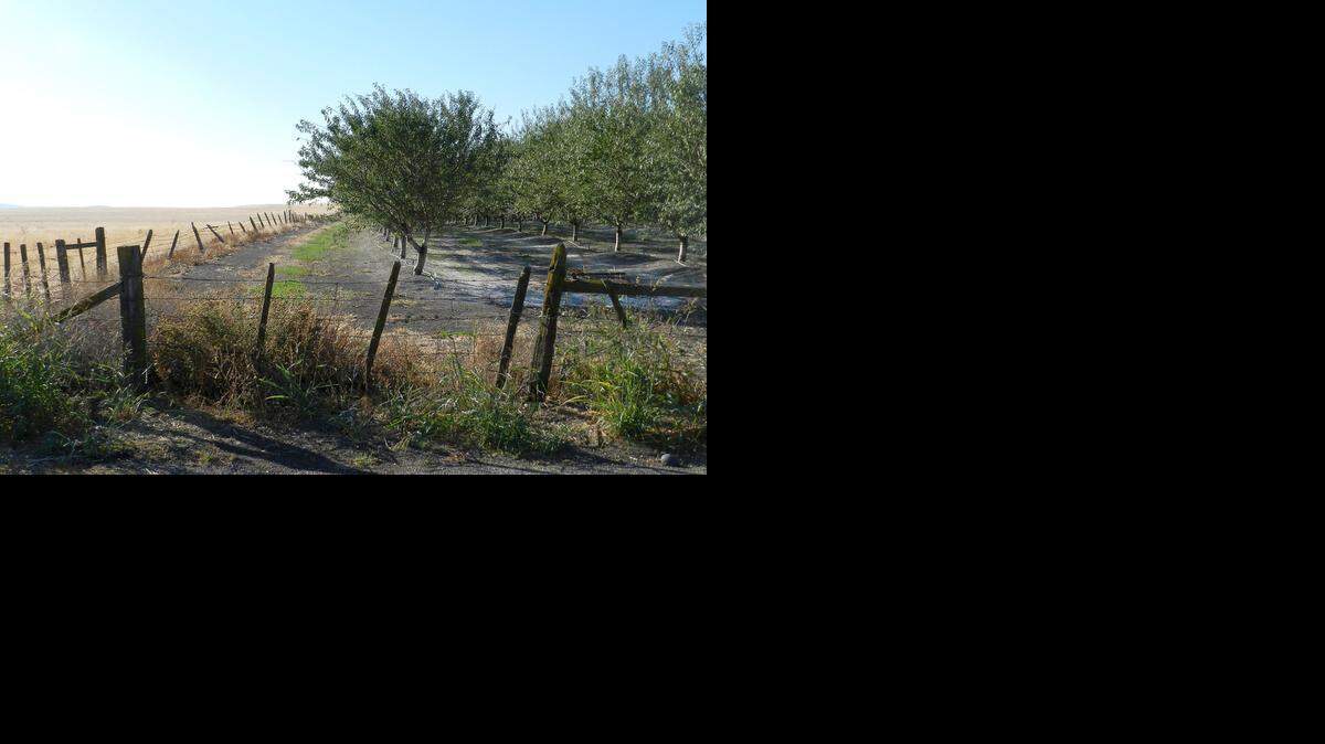 Jardine Sunday column