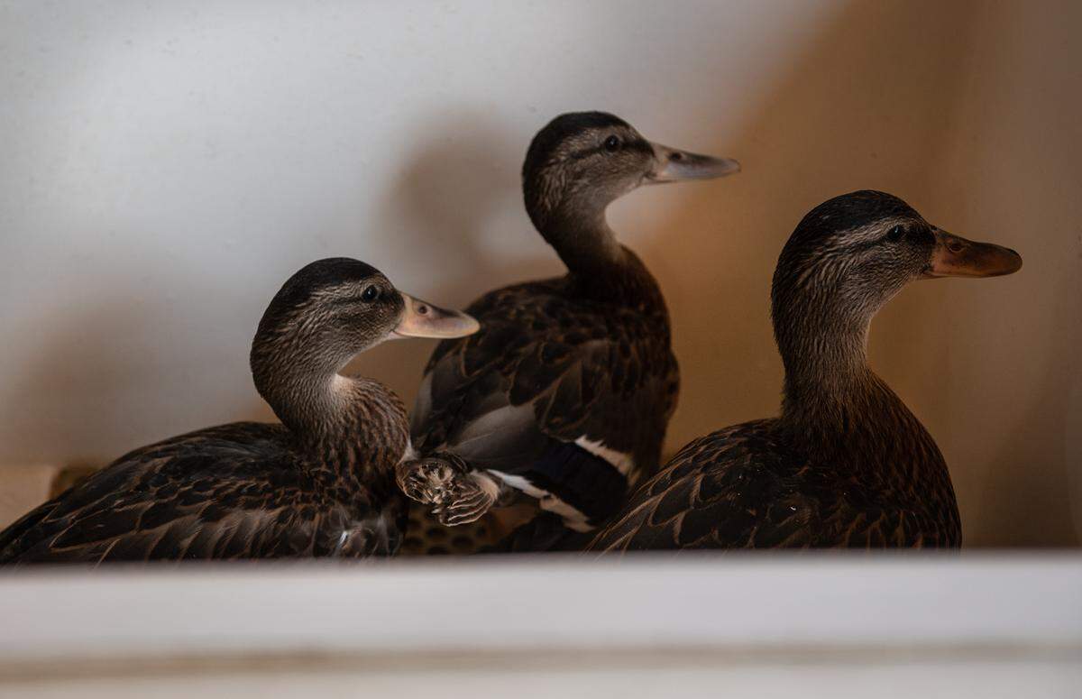 Two-month-old mallard ducks in the brooder at the Stanislaus Wildlife Care Center in Hughson, Calif., on Wednesday, August 31, 2022. The young ducks are thought to be free of any exposure to the avian flu, but the staff is taking strict precautions against spreading the virus at the facility after 2 geese tested positive for the H5N1 bird flu.