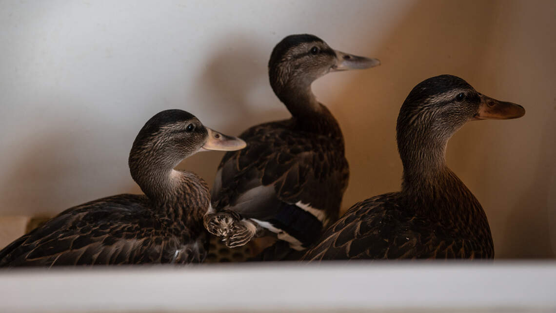 Letters to the editor | Sunday, Sept. 4, 2022: Stanislaus residents can catch bird flu