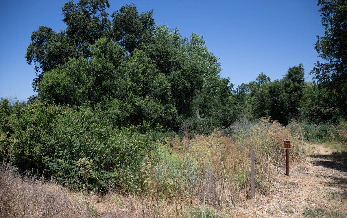 Images of a riparian woodrat were captured during a camera survey near the base of a heritage oak tree at the San Joaquin National Wildlife Refuge.