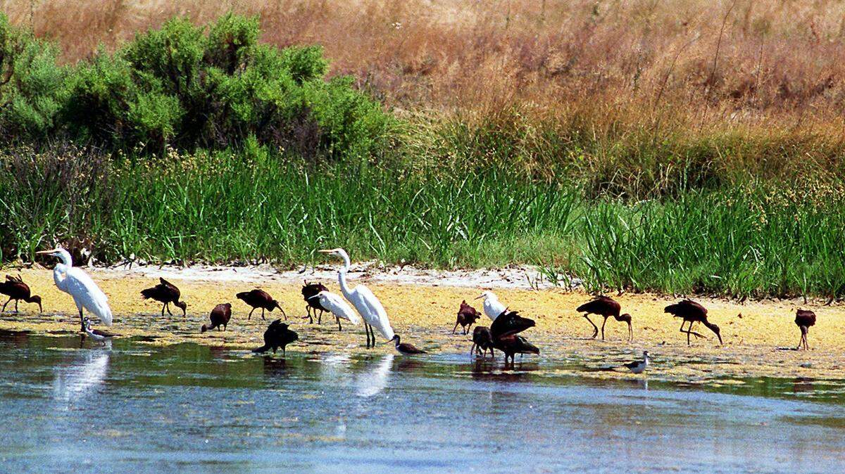 In this undated photo, white faced ibis, great egrets and other shore birds use the marshes at Kesterson wildlife refuge in Merced County east of Gustine.