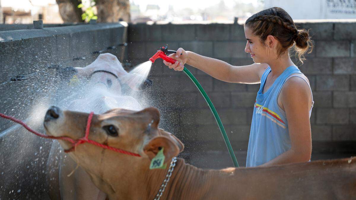 Turlock FFA member Chloe Chapman, 14, washes and cools down two calves, Bingo and Felicia, during the Stanislaus County Fair in Turlock, Calif., Wednesday, July 5, 2024.