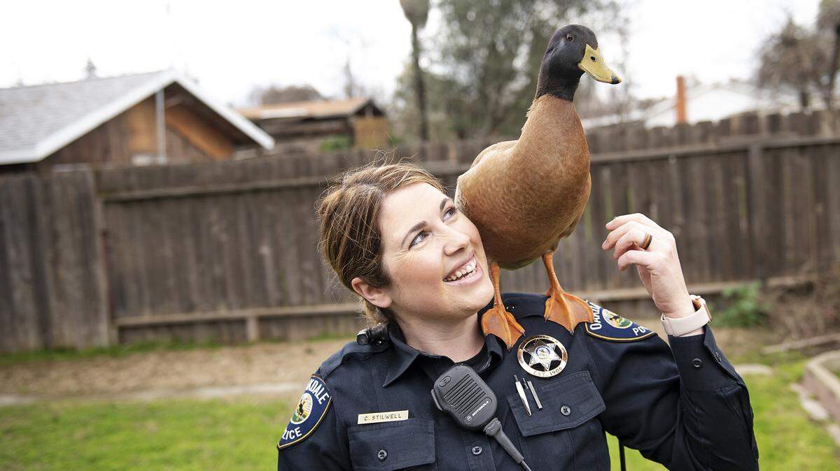 Oakdale Police officer Chelsie Stilwell with Ted the duck in Oakdale, Calif., Saturday, Feb. 16, 2019.