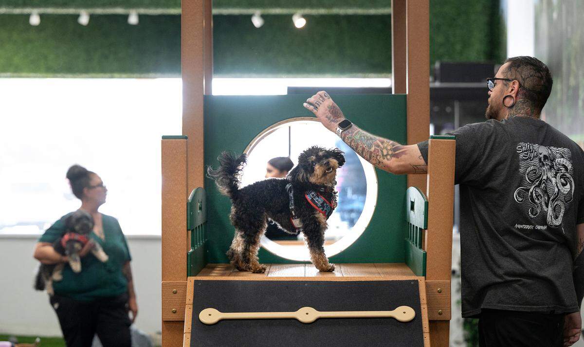 Randall Holmes plays with his yorkiepoo Noodle at Bark indoor dog park in McHenry Village in Modesto, Calif., Thursday, Oct. 19, 2023.