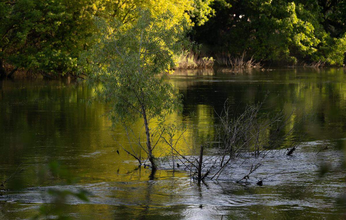Tuolumne River in Tuolumne River Regional Park in Modesto, Calif., Thursday, June 8, 2023.