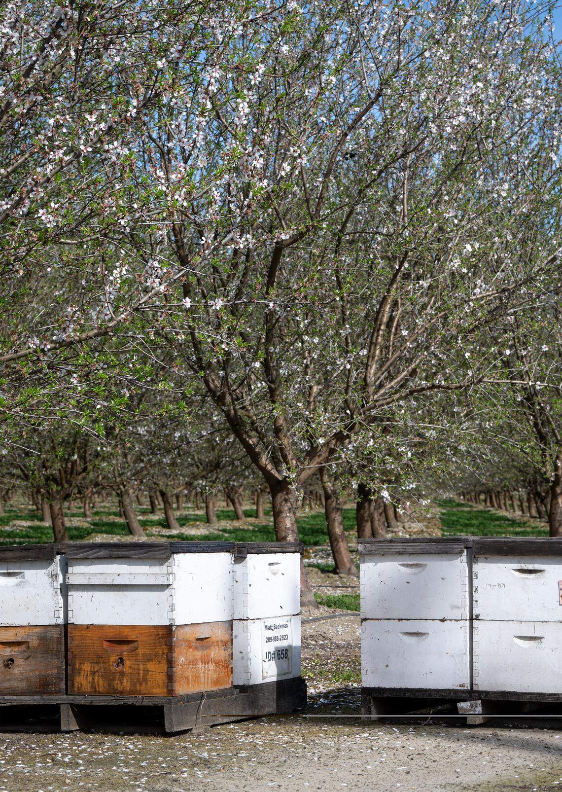 Boxes of bees pollinate the almonds on Hughson, Wednesday, Feb. 26, 2026. After pollination, the bees still gather the nectar from the tree flowers for several weeks.
