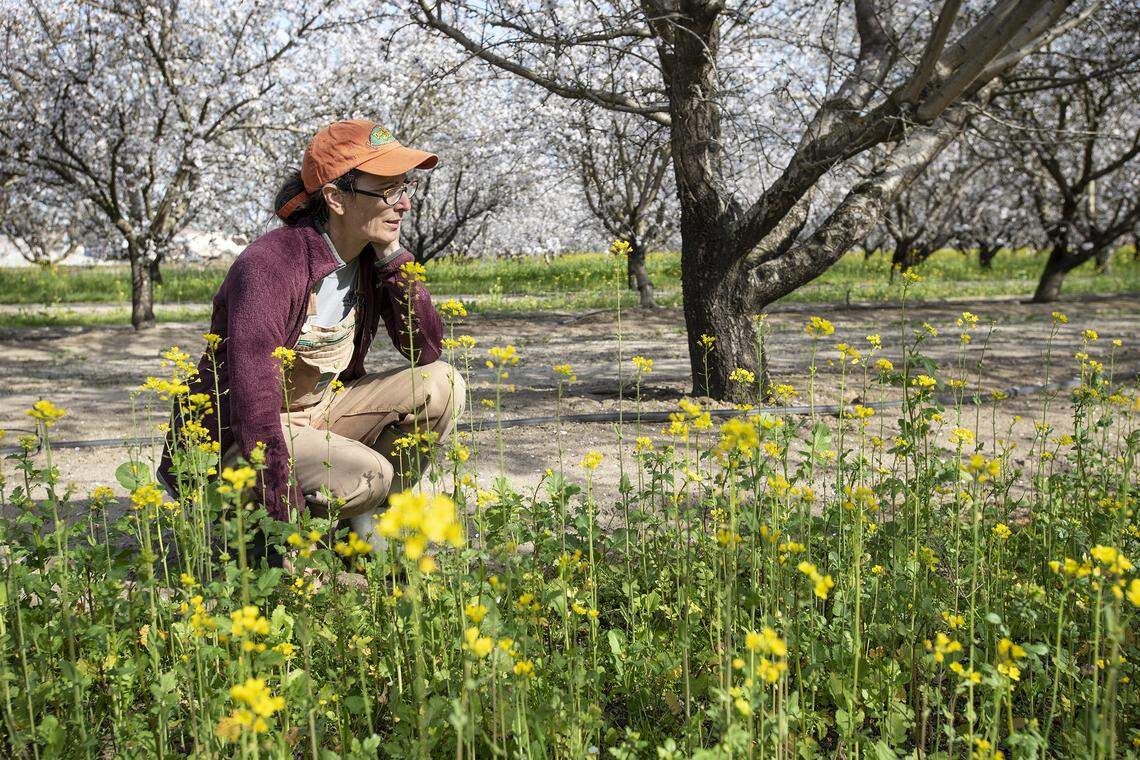 Christine Gemperle looks at the mustard she has planted between the rows of almond trees at the family orchard in Ceres, Calif., on Thursday, Feb. 20, 2020.