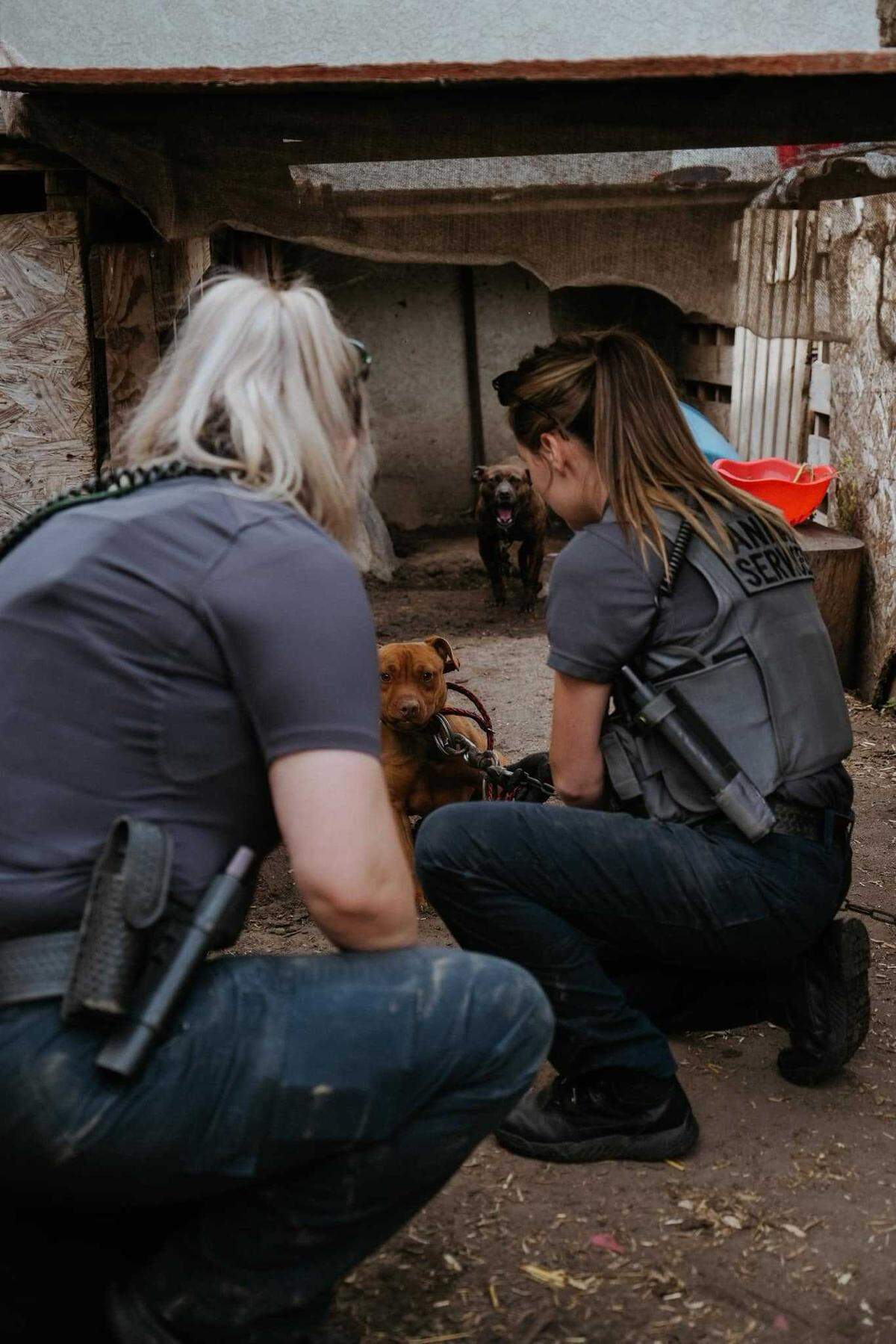 The Turlock Police Department seized 73 dogs as part of an investigation into possible dog fighting and animal cruelty on Thursday, March 28, 2024.