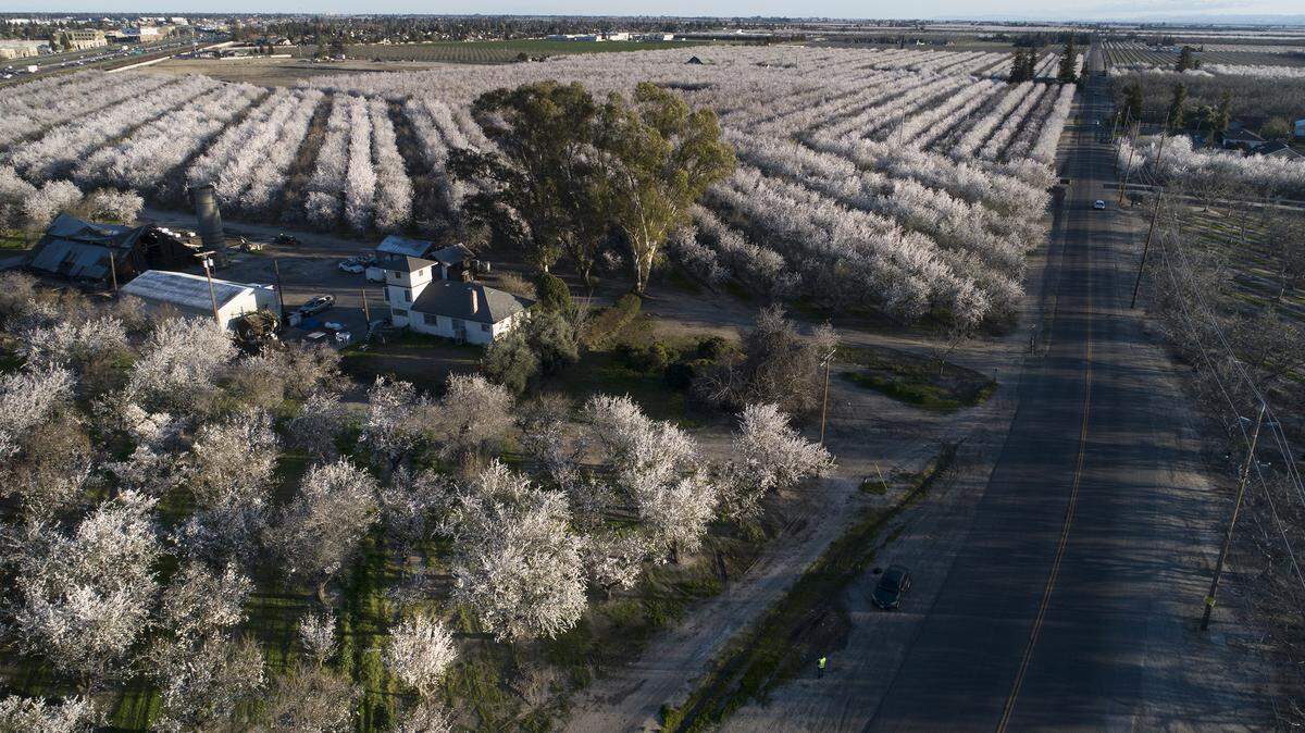 Blooming almond orchards along Hammett Road in Salida, Calif., on Saturday, Feb. 20, 2021.